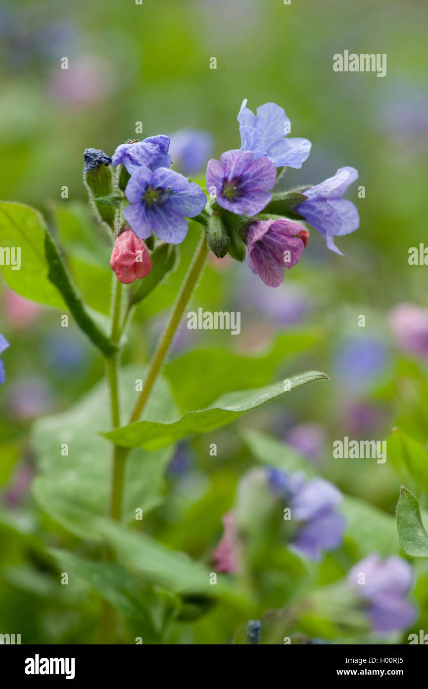 Common lungwort (Pulmonaria officinalis), blooming, Germany Stock Photo
