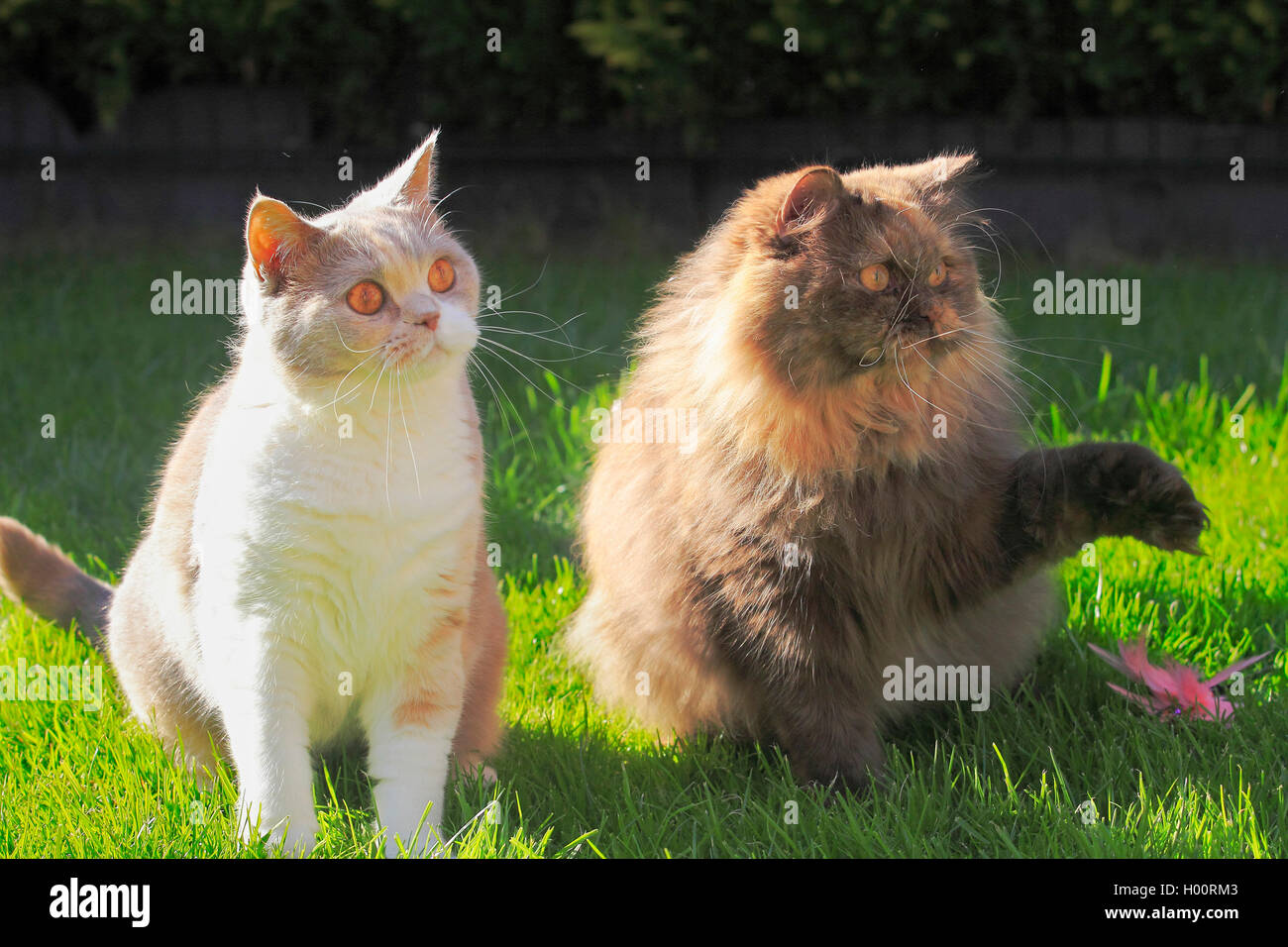 British Longhair, Highlander, Lowlander (Felis silvestris f. catus), four years old British Shorthair cat in colour lilac tortie white sitting together with a three years old British Longhair cat in chocolate tortie in a meadow Stock Photo