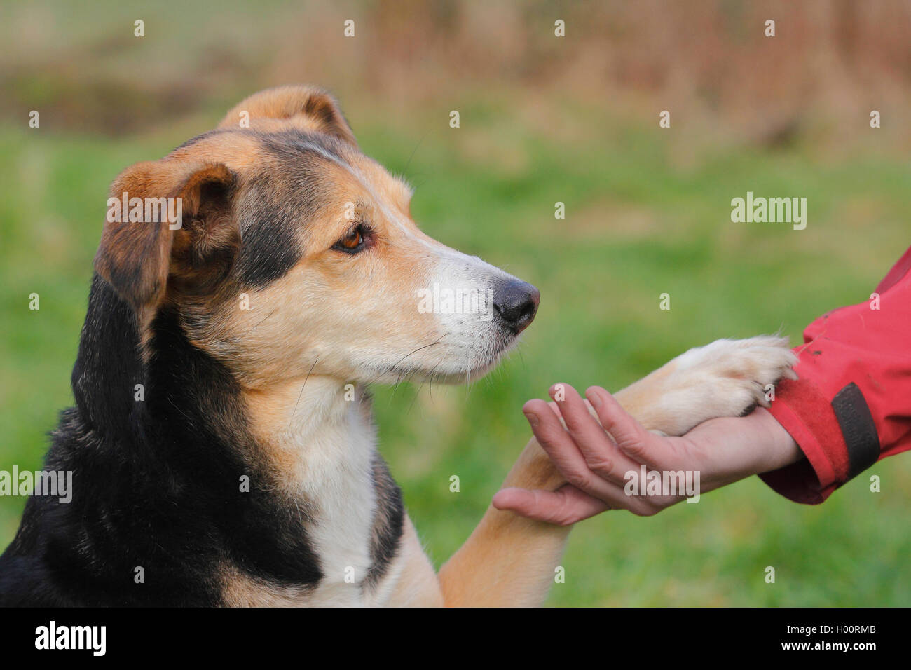 mixed breed dog (Canis lupus f. familiaris), Podenco-mixed breed dog giving  the paw, side view, Germany Stock Photo - Alamy