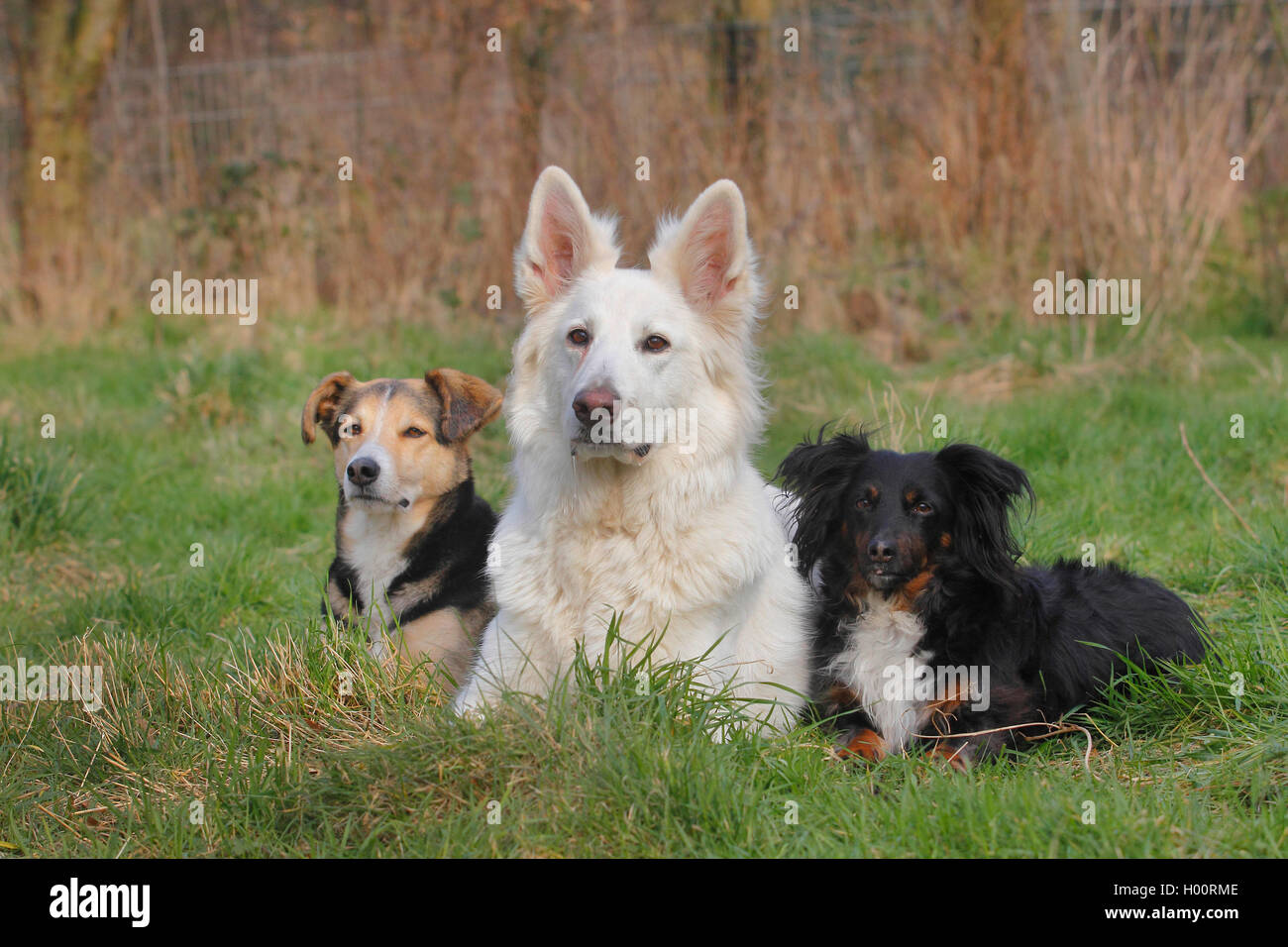 mixed breed dog (Canis lupus f. familiaris), three dogs lying side by side in the meadow in the garden, Germany Stock Photo