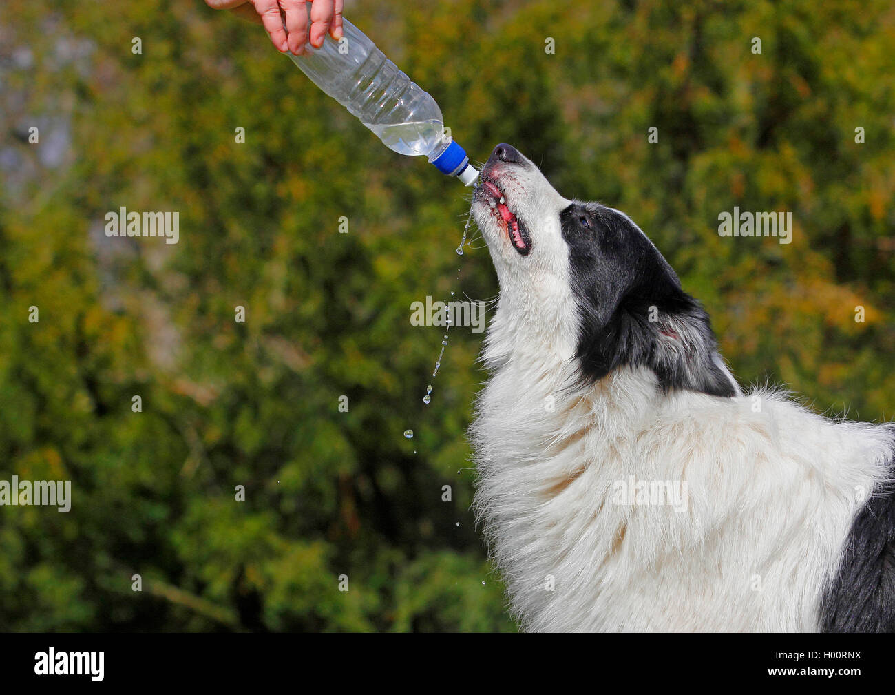 Australian Shepherd (Canis lupus f. familiaris), 6 Jahre alter Ruede bekommt was zu Trinken aus einer Wasserflasche, Seitenansic Stock Photo