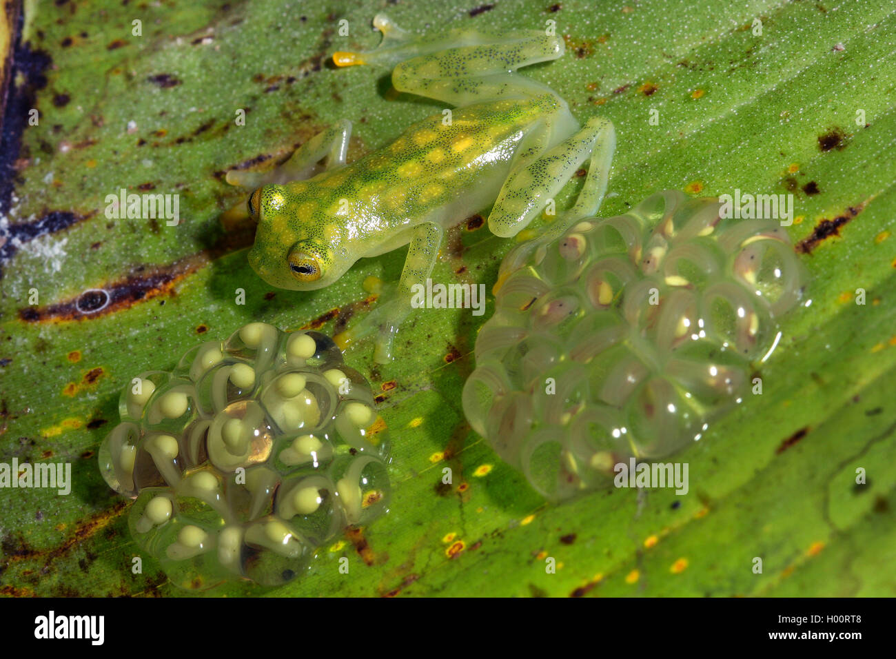 Reticulated Glass frog (Hyalinobatrachium valerioi), with spawn, Costa Rica Stock Photo
