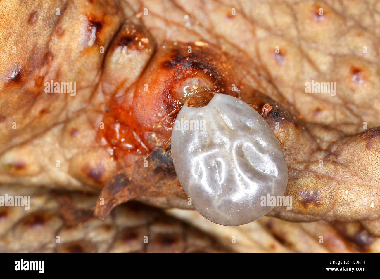 ticks (Ixodides), tick sucks on a cane toad, Seychelles Stock Photo