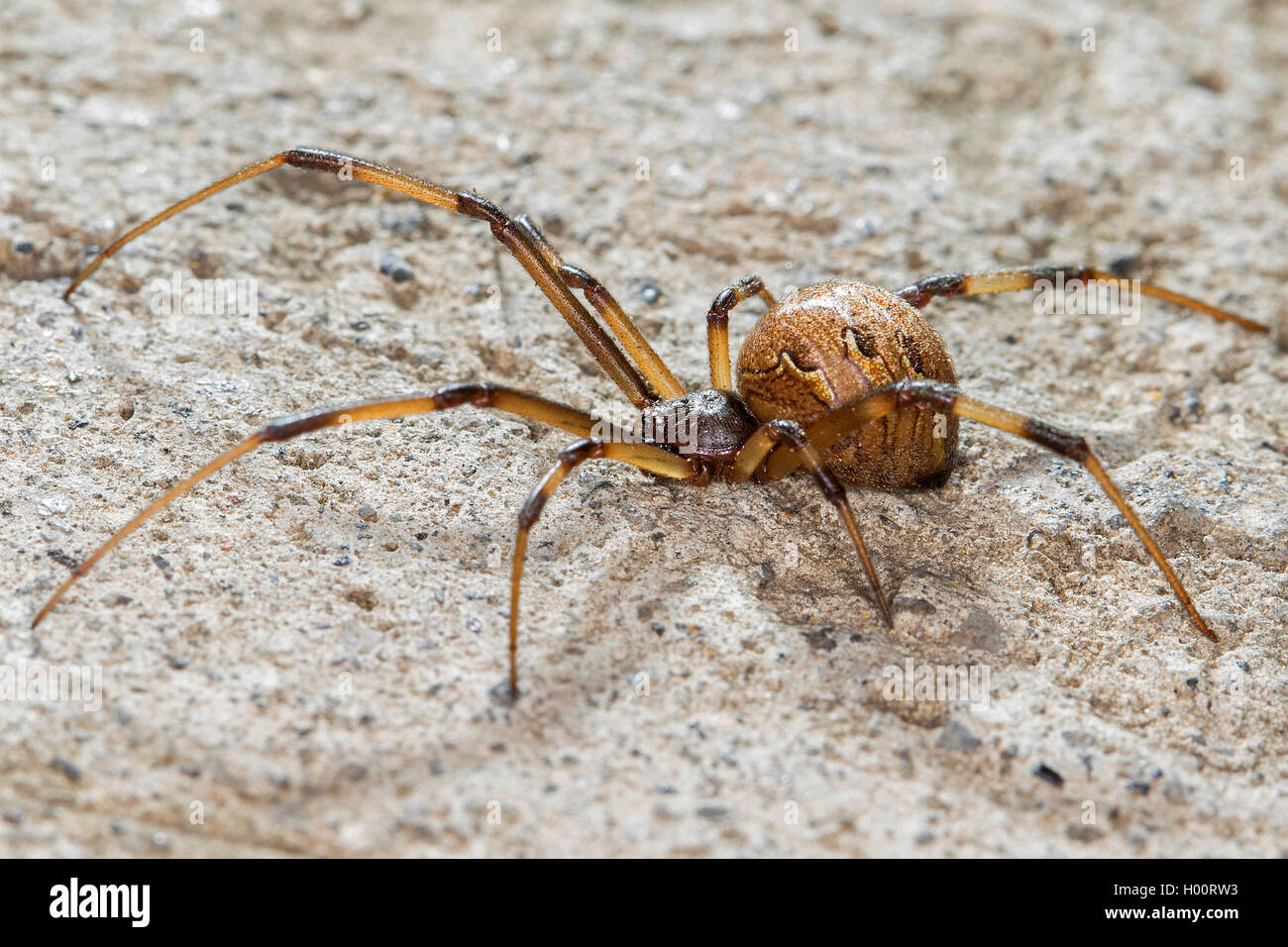 Brown Widow Spider Latrodectus Geometricus On A Stone Costa Rica