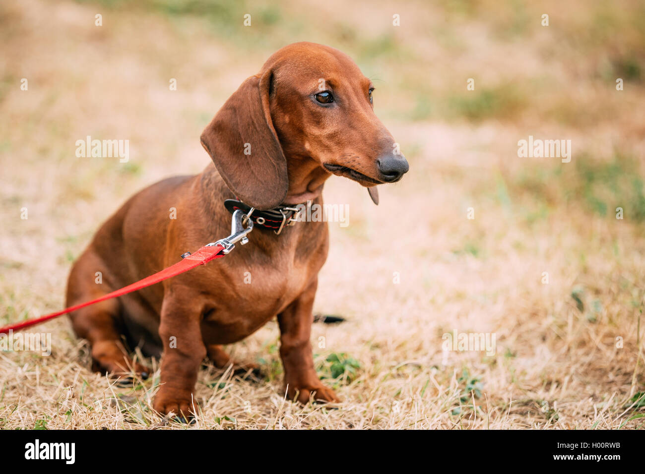 red dachshund