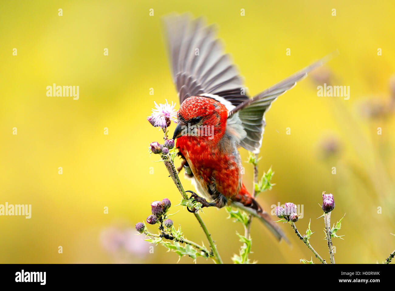 white-winged crossbill (Loxia leucoptera), landing on thistle, Germany Stock Photo