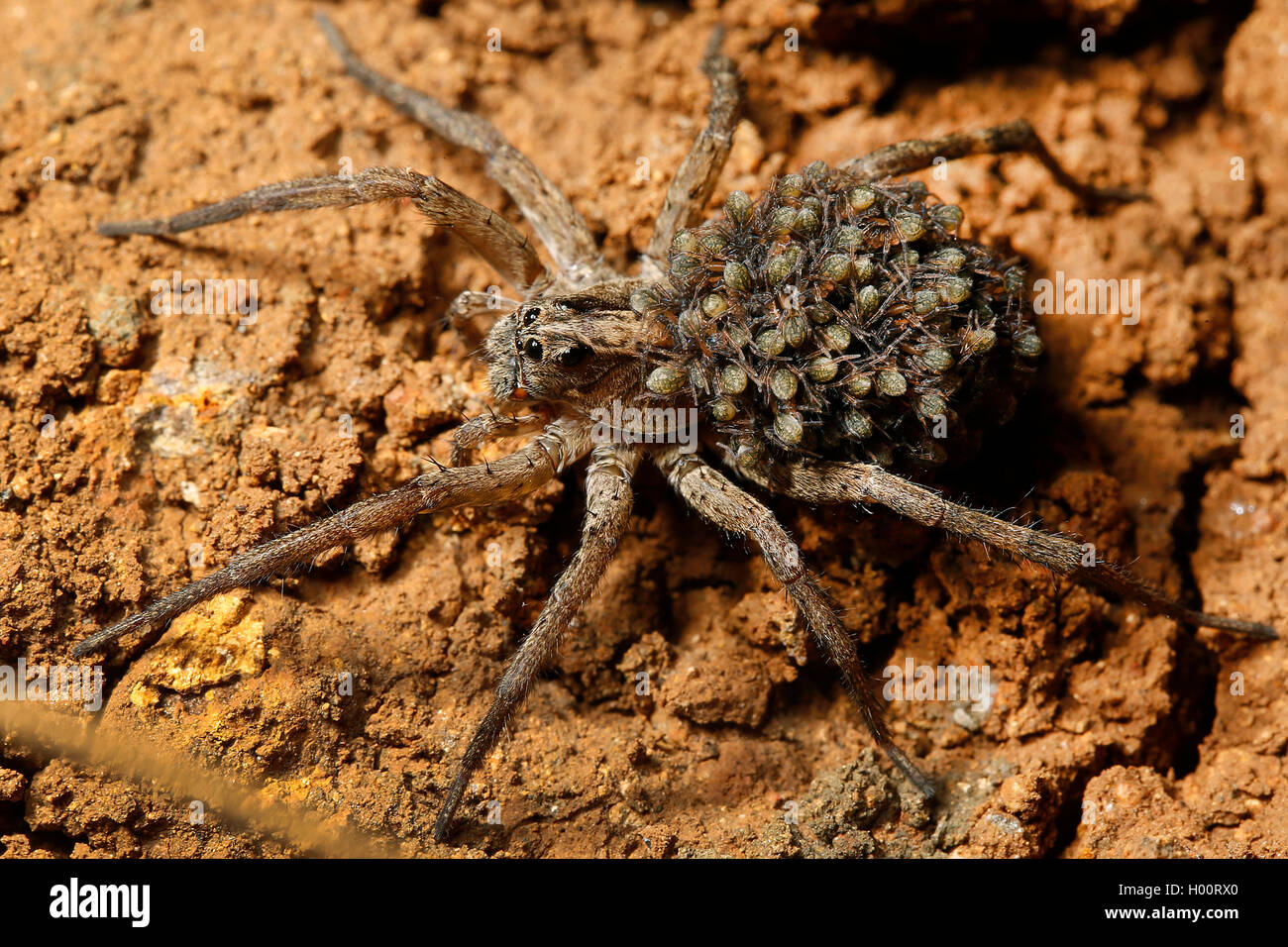 Tropical wolf spider (Lycosidae), with lots of spiderlings on its back, Costa Rica Stock Photo