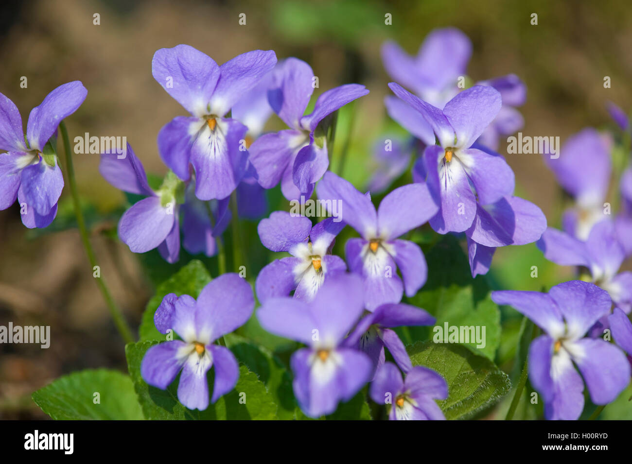 Hairy violet (Viola hirta), flowers, Germany Stock Photo