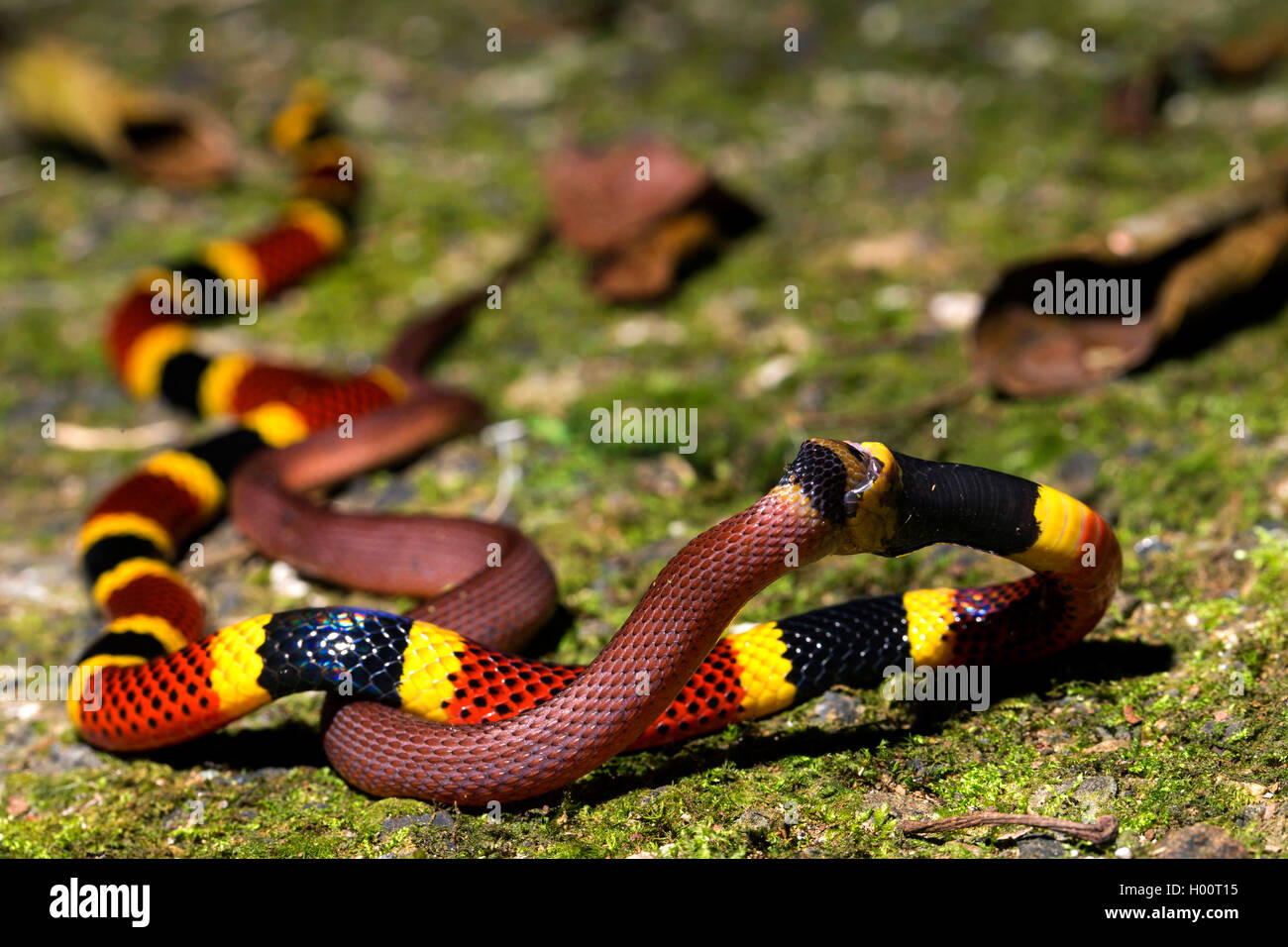 Costa Rican Coral Snake (Micrurus mosquitensis), feeding on Red Coffee Snake, Costa Rica Stock Photo