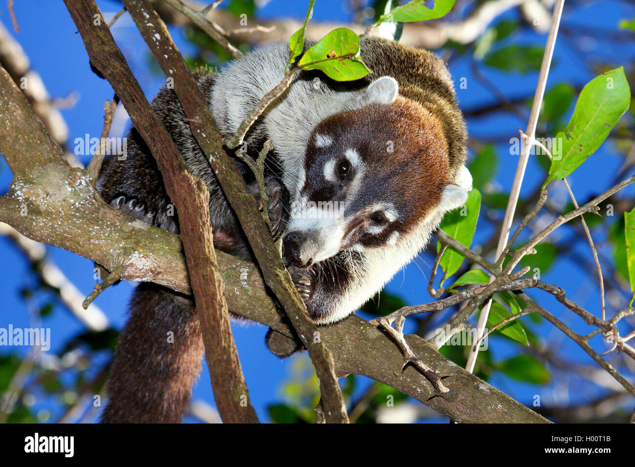 White-nosed coati (Nasua narica), climbs on a tree, Costa Rica Stock Photo