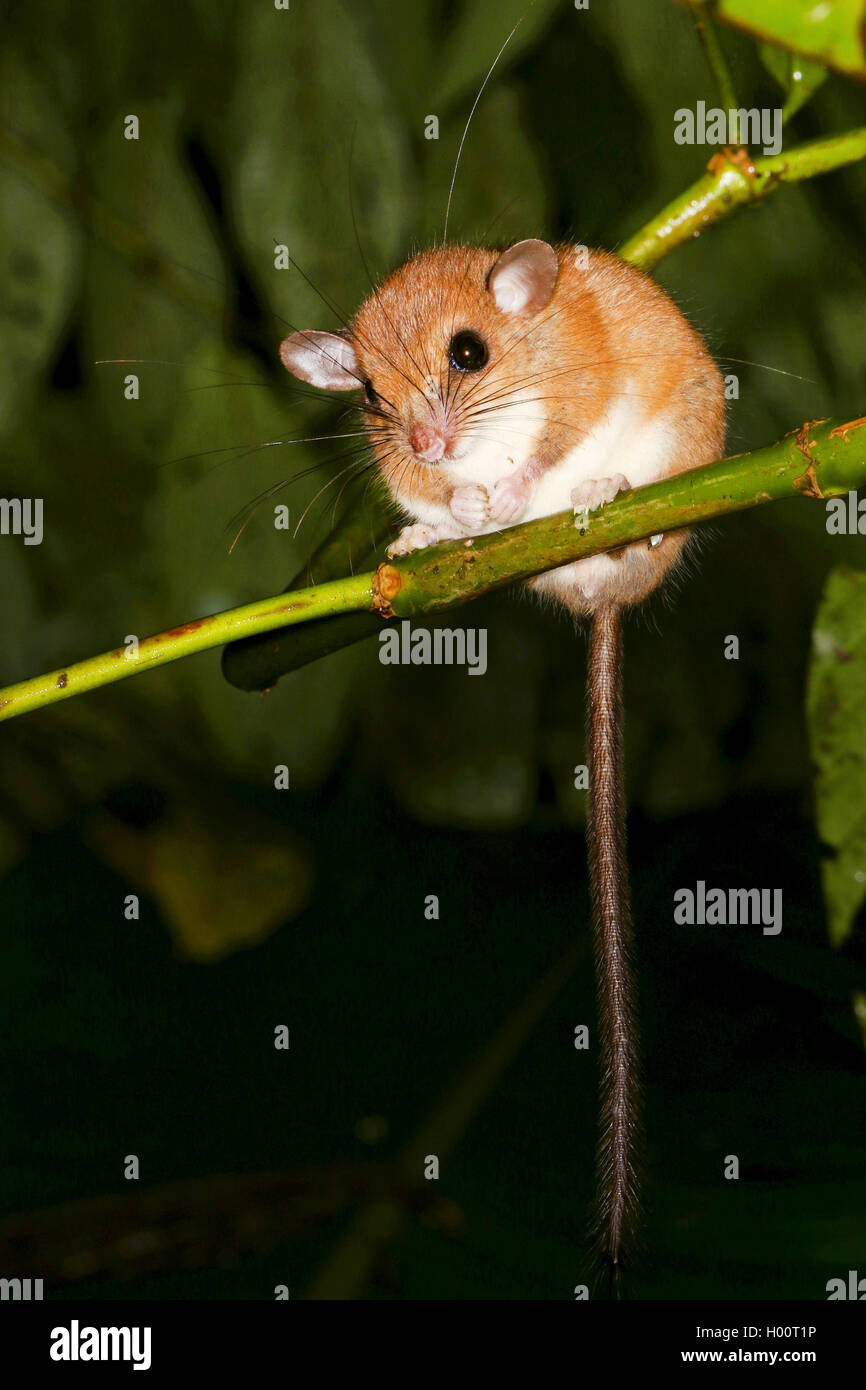 その他 RATS Single nuclei transcriptomics in human and non-human primate