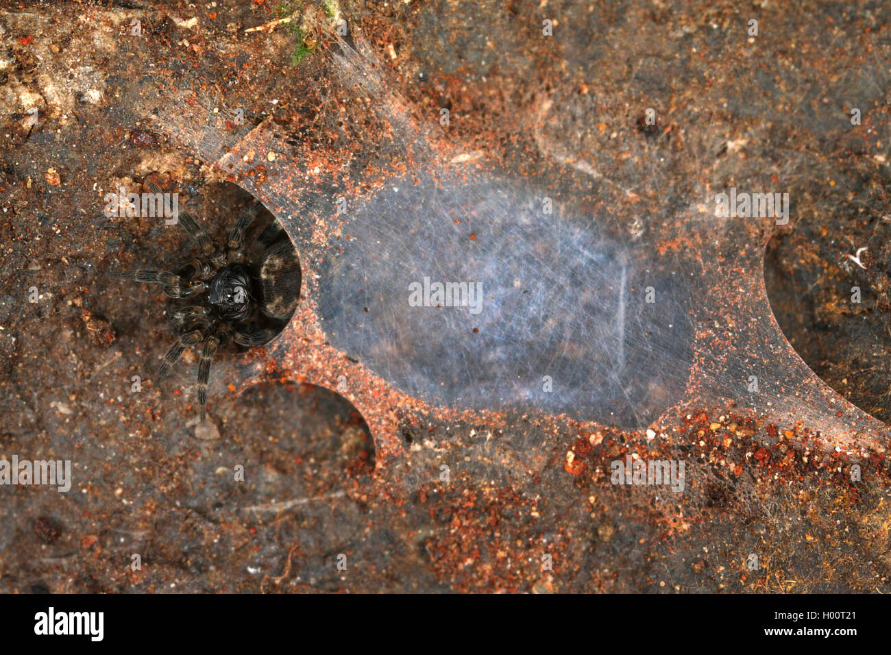 Scheibennetzspinne, Scheibennetz-Spinne (Oecobius spec.), Spinne lauert unter ihrem Netz, Costa Rica | saucerweb spider (Oecobiu Stock Photo