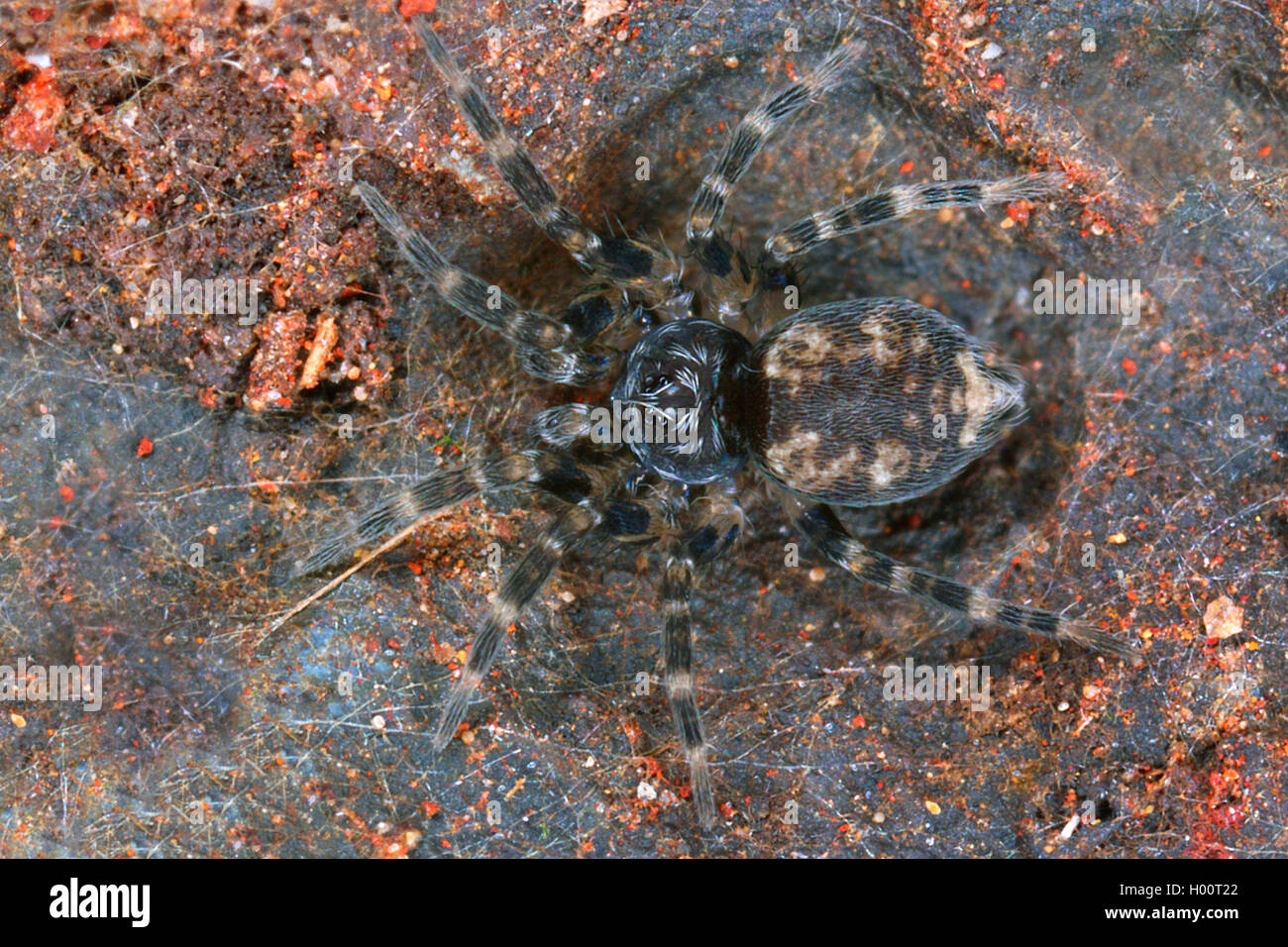 Scheibennetzspinne, Scheibennetz-Spinne (Oecobius spec.), auf dem Boden, Costa Rica | saucerweb spider (Oecobius spec.), on the  Stock Photo