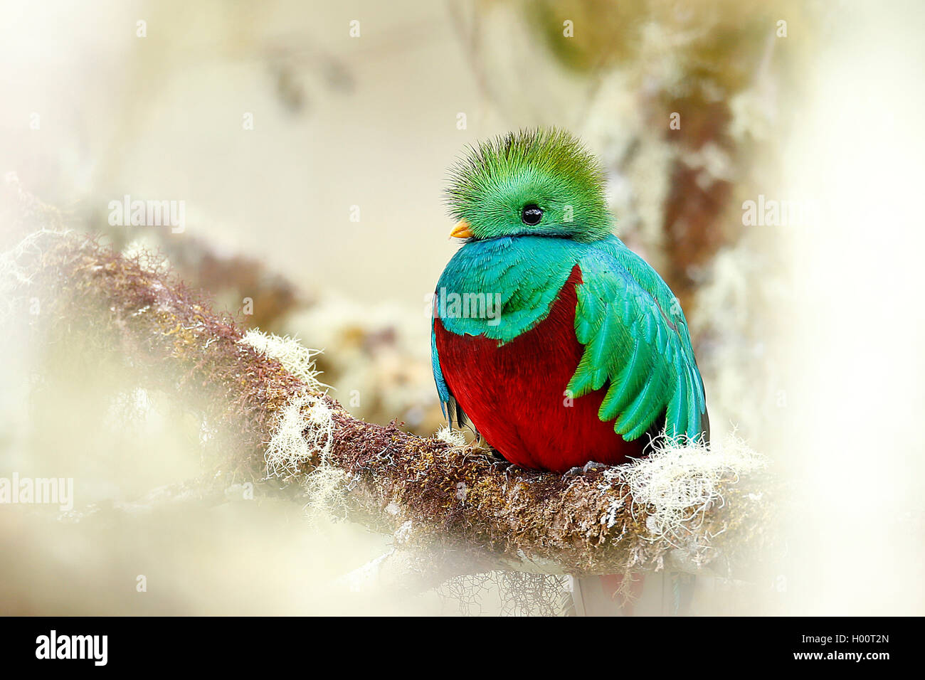 Resplendent Quetzal Pharomachrus Mocinno Male Costa Rica Stock Photo Alamy