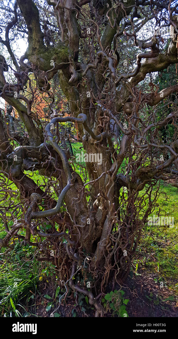 Corkscrew hazel shrub hires stock photography and images Alamy