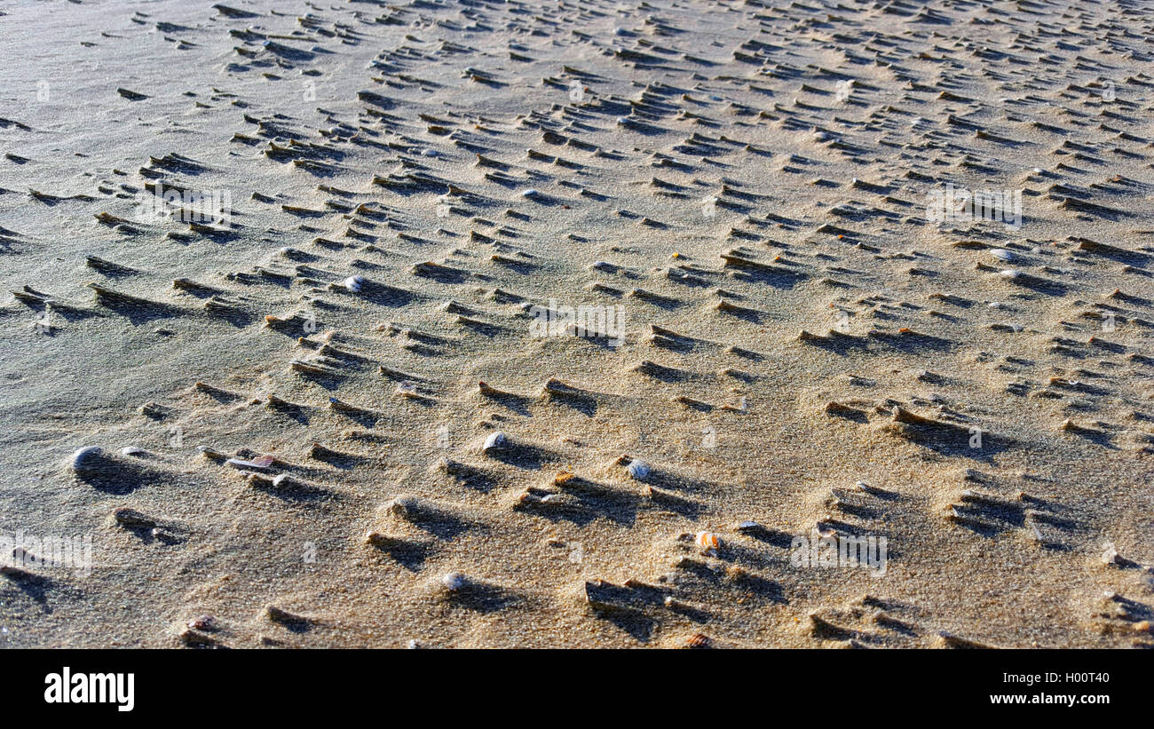 Muscheln im Sand am Nordseestrand, Niederlande | seashells on the sandy North Sea beach, Netherlands | BLWS425076.jpg [ (c) blic Stock Photo