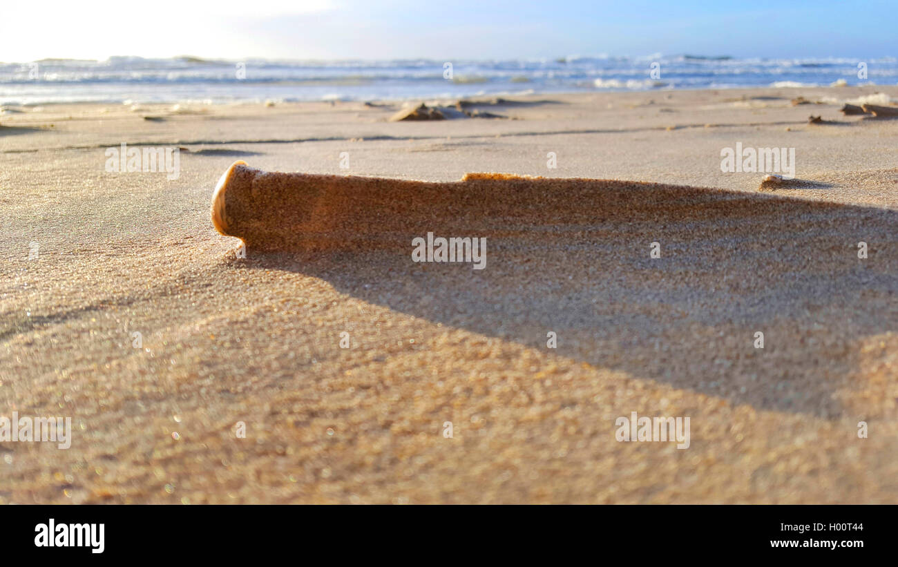 Muschel am Strand, Niederlande | seashell on the beach, Netherlands | BLWS425081.jpg [ (c) blickwinkel/fotototo Tel. +49 (0)2302 Stock Photo