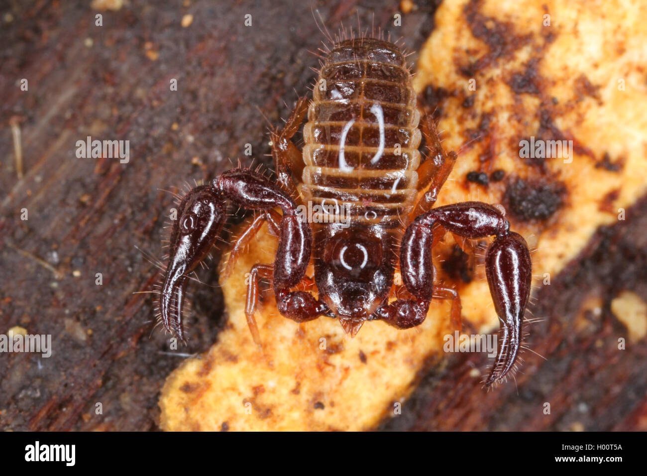 pseudoscorpion, false scorpion (Pseudoscorpiones), on the ground, Costa Rica Stock Photo