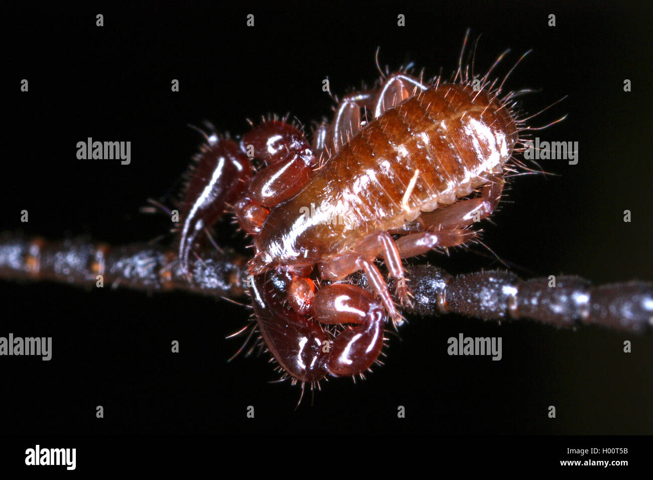 pseudoscorpion, false scorpion (Pseudoscorpiones), phoresis, Costa Rica Stock Photo
