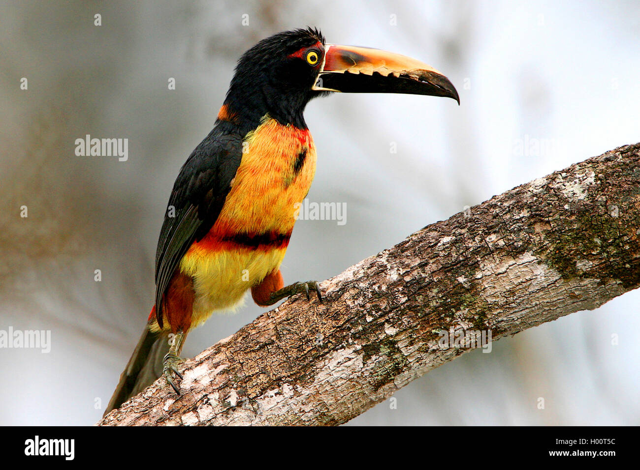 Halsbandarassari, Halsband-Arassari (Pteroglossus torquatus), sitzt auf einem Ast, Costa Rica | collared aracari (Pteroglossus t Stock Photo
