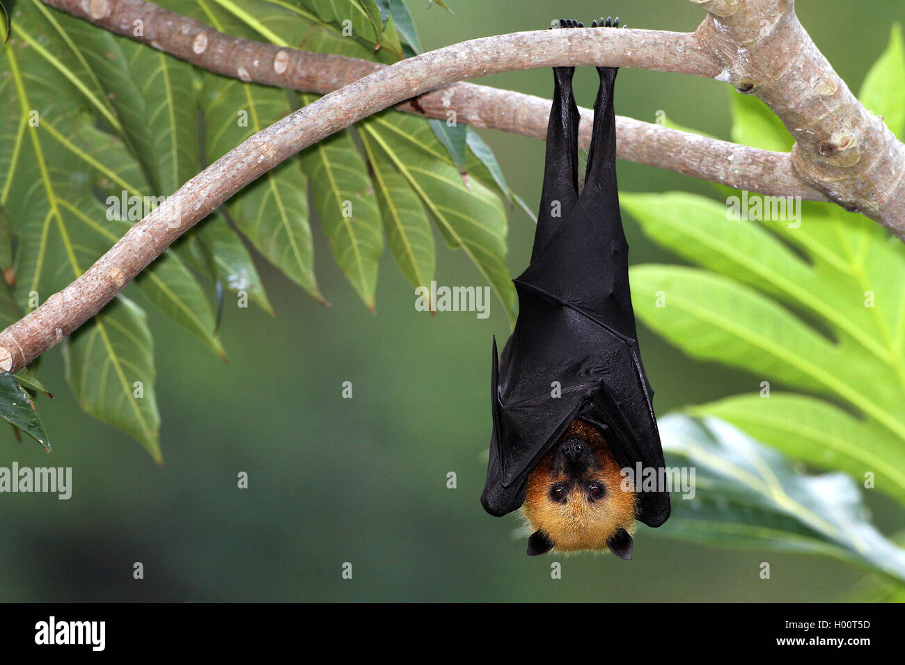 seychelles flying fox, seychelles fruit bat (Pteropus seychellensis), hangs down a branch on a tree, Seychelles Stock Photo