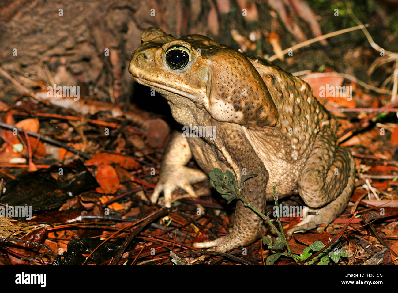 Costa rican toad hires stock photography and images Alamy
