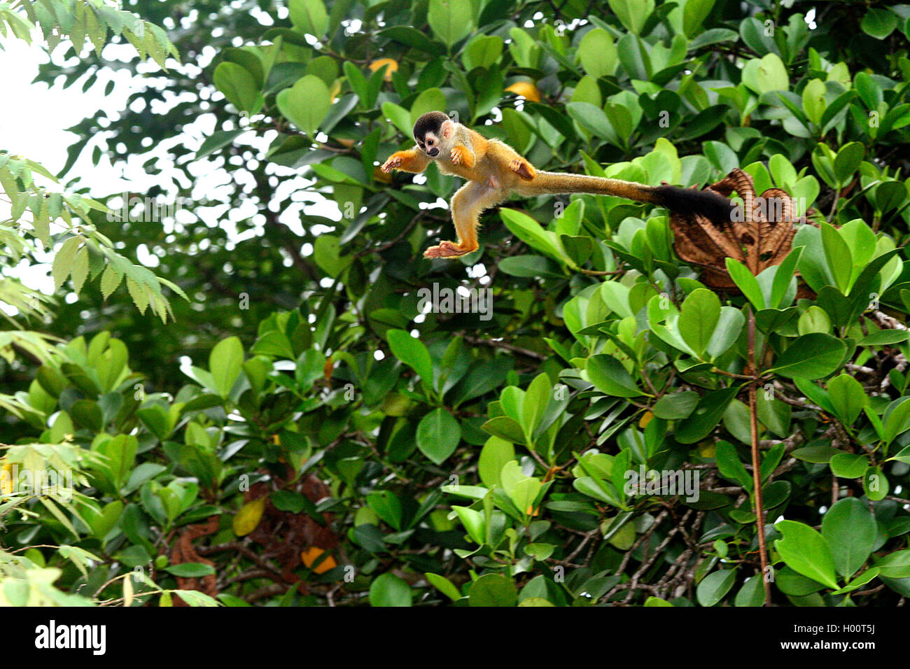 red-backed squirrel monkey, Central American squirrel monkey (Saimiri oerstedii), jumps from one tree to an other one, Costa Rica Stock Photo