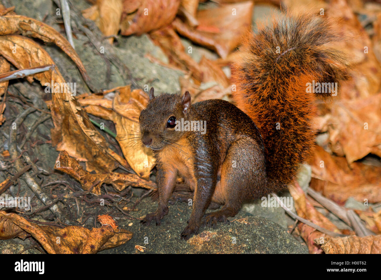 Tropical red squirrel, Red-tailed Squirrel (Sciurus granatensis), on fallen leaves on the ground, Costa Rica Stock Photo