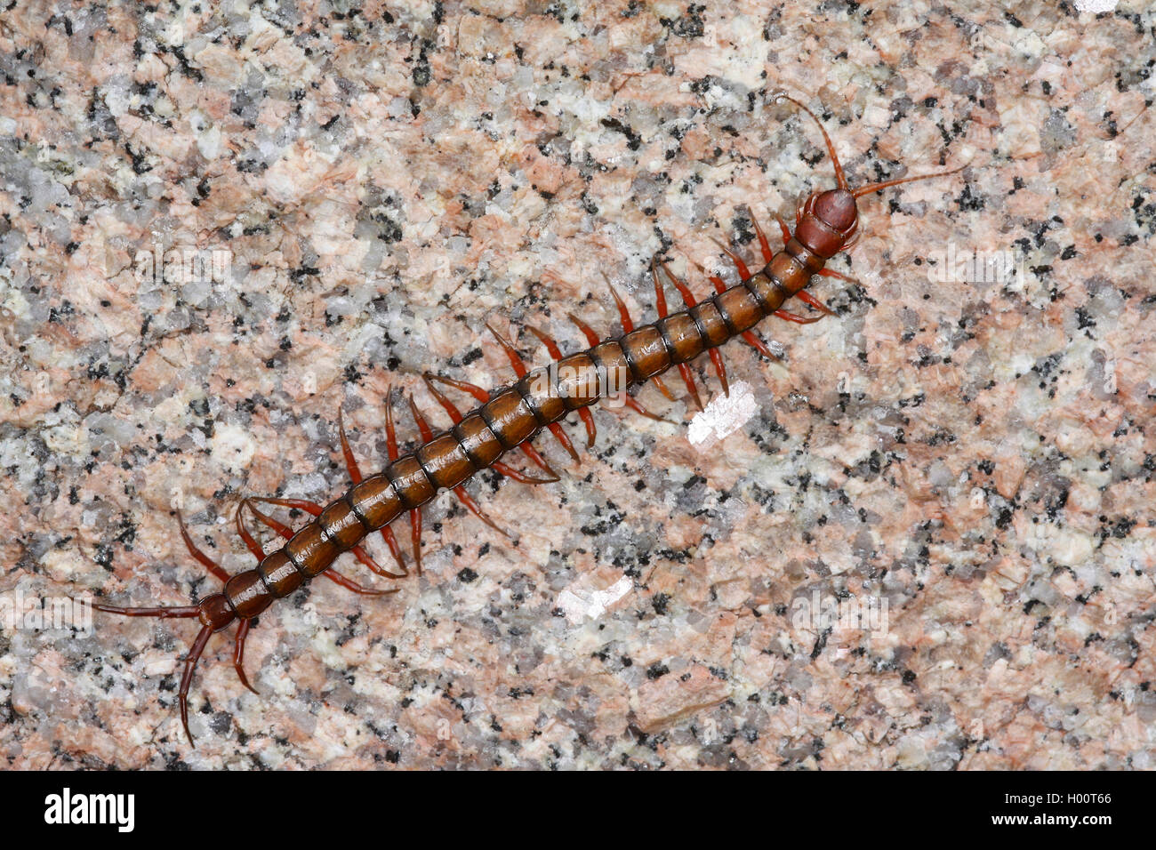 Chinese Red Head, Giant Centipede, Jungle Centipede, Orange Legged Centipede, Red Headed Centipede, Vietnamese Centipede (Scolopendra subspinipes), on a stone, Seychelles Stock Photo