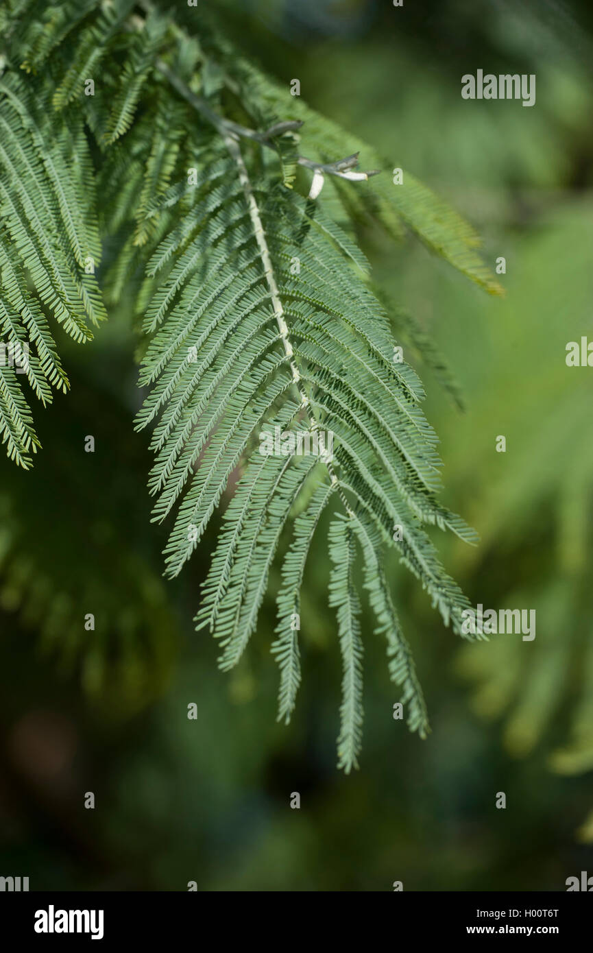 silver wattle (Acacia dealbata), leaf Stock Photo