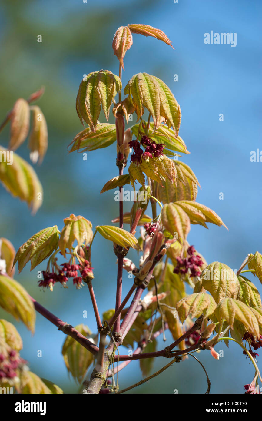 Japanese maple (Acer japonicum), blooming brach Stock Photo