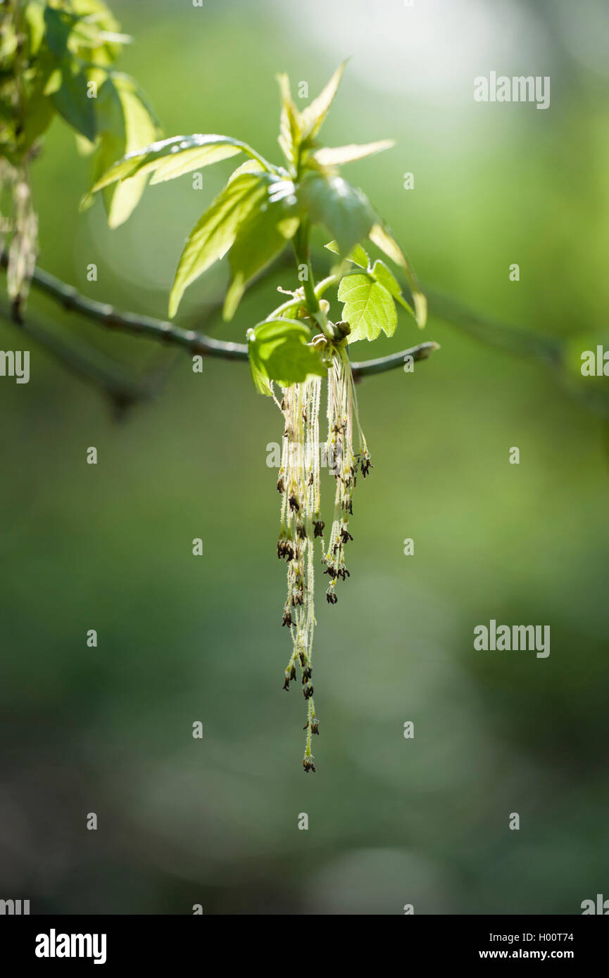 ashleaf maple, box elder (Acer negundo), blooming branch, Germany Stock Photo