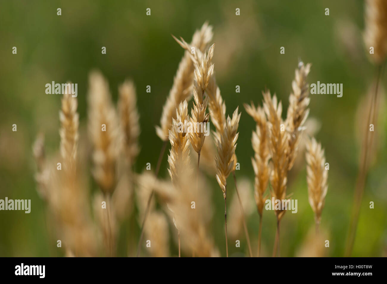 Sweet vernalgrass, Sweetscented vernal grass (Anthoxanthum odoratum