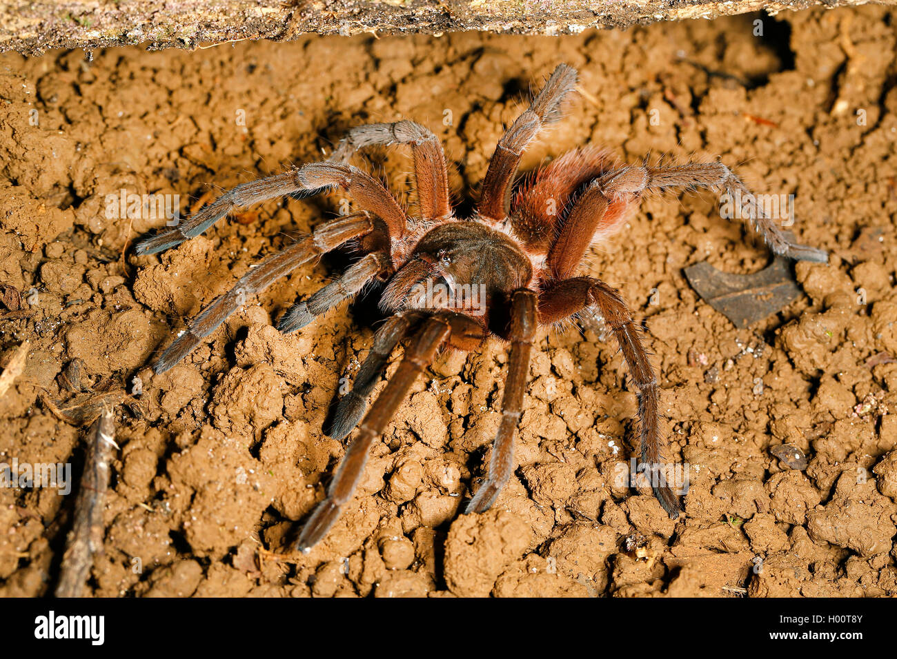bird spider (Sericopelma), on the ground, Costa Rica Stock Photo