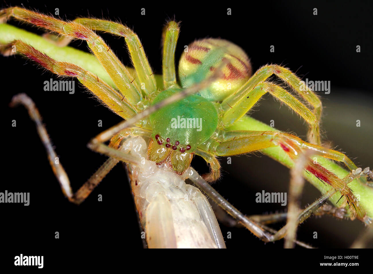 Giant crab spider, Huntsman spider (Sparassidae), with prey, Costa Rica Stock Photo Alamy