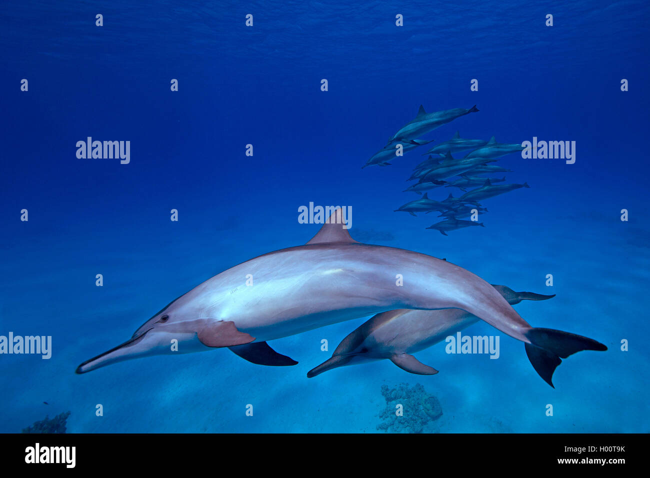Blau-Weisser Delfin, Blauweisser Delfin, Blau-Weisser Delphin, Blauweisser Delphin, Streifendelfin, Streifendelphin (Stenella co Stock Photo