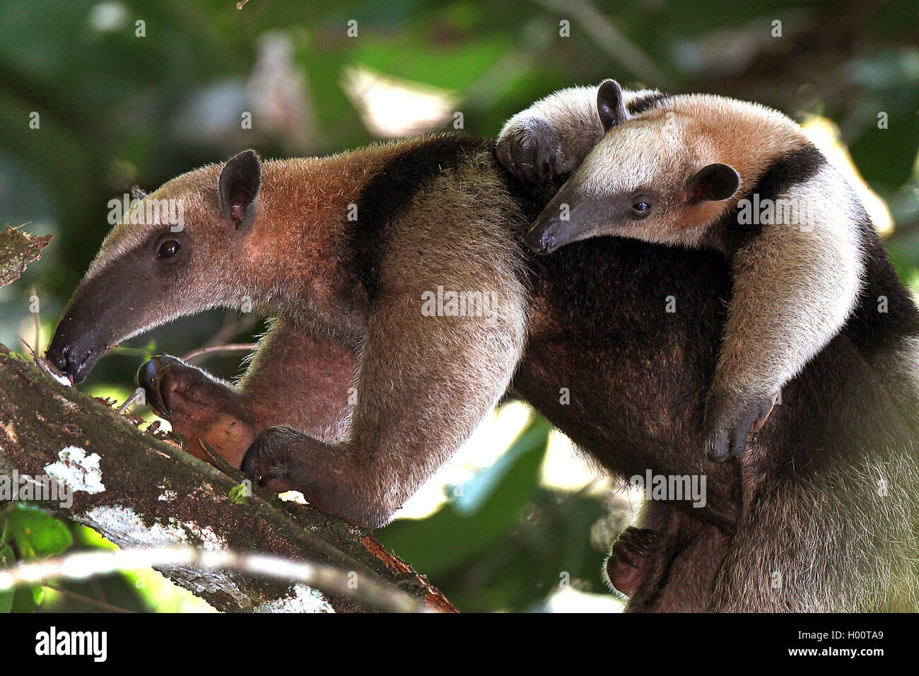 Northern Tamandua, Little Ant Bear (Tamandua mexicana), female with baby, Costa Rica Stock Photo