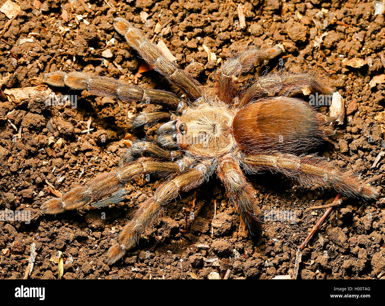 Bird spider (Theraphosidae), on the ground, Costa Rica Stock Photo