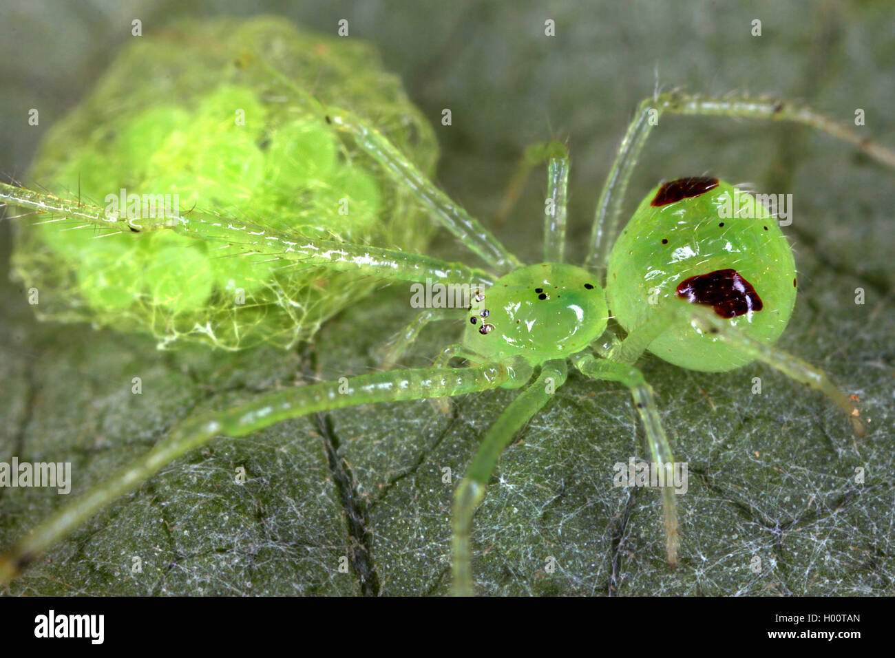 cobweb spider (Theridiidae), with cocoon on a leaf, Costa Rica Stock Photo