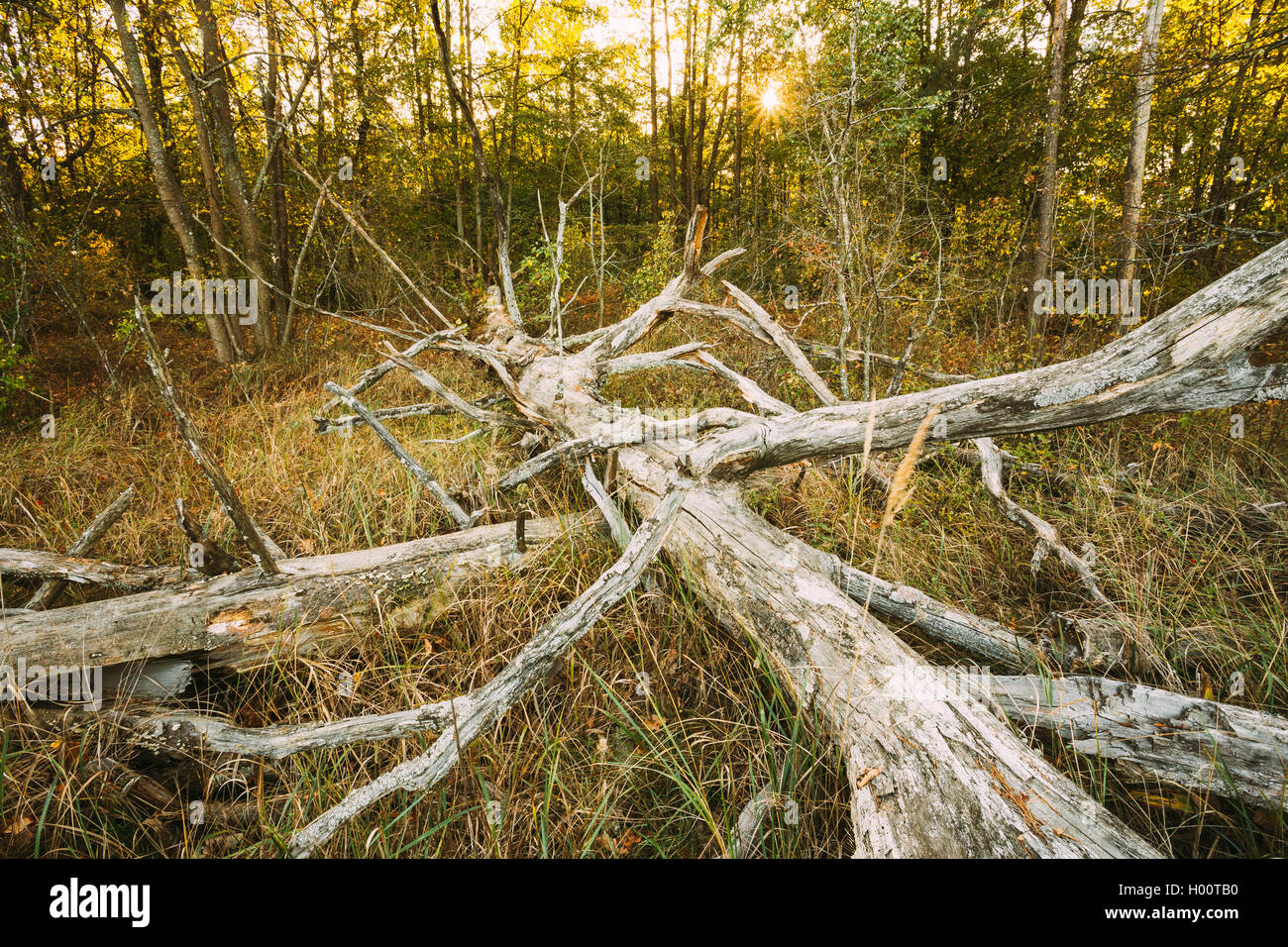 Old fallen tree in autumn forest reserve. Stock Photo