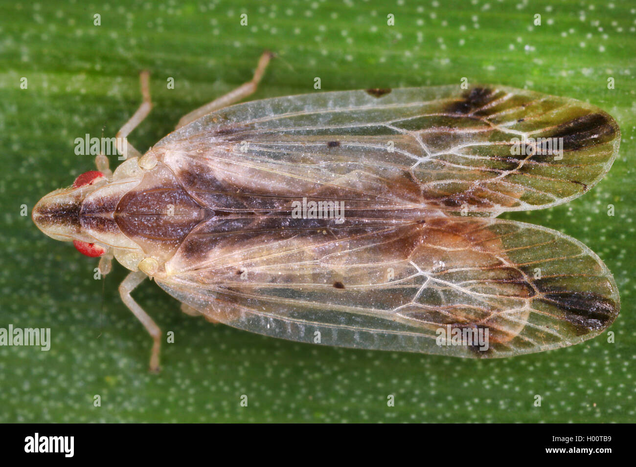 Tropiduchid planthopper (Tropiduchidae), sits on a leaf, Costa Rica Stock Photo