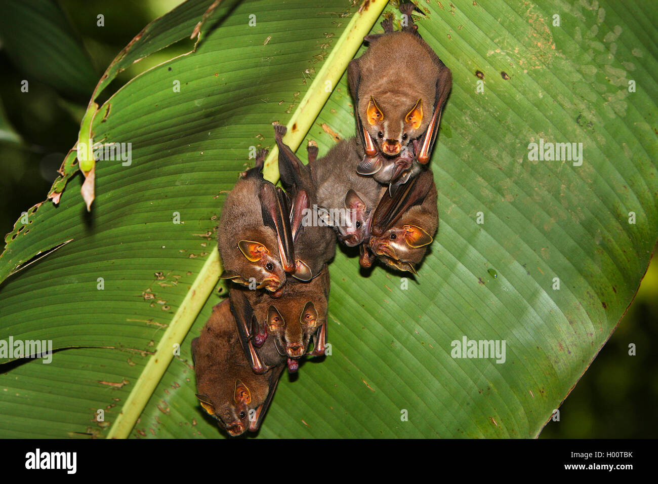 Tent making bats hires stock photography and images Alamy