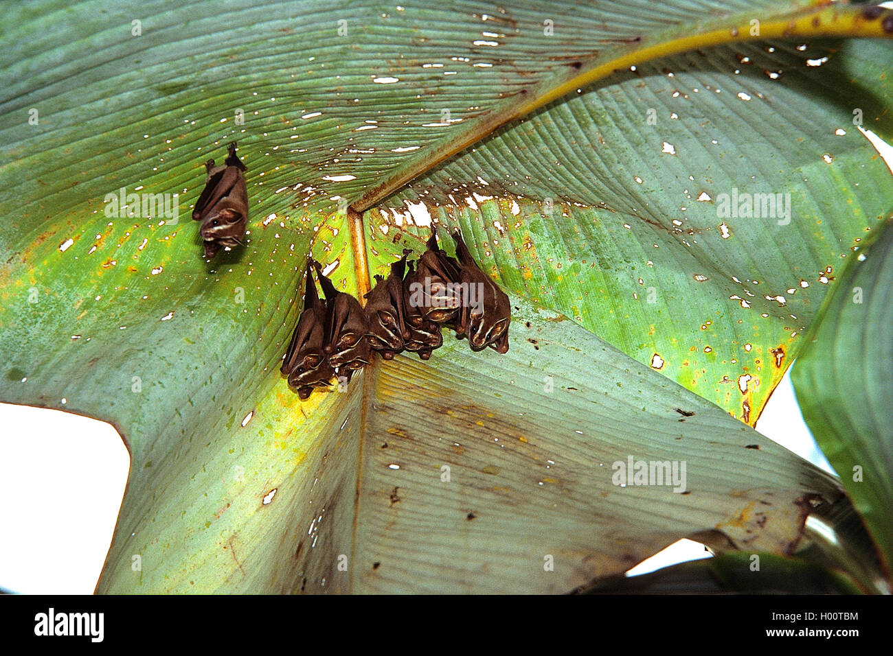 Peters' tent-making bat, Tent-Making-Bat (Uroderma bilobatum), group hangs under a banana leaf, Costa Rica Stock Photo