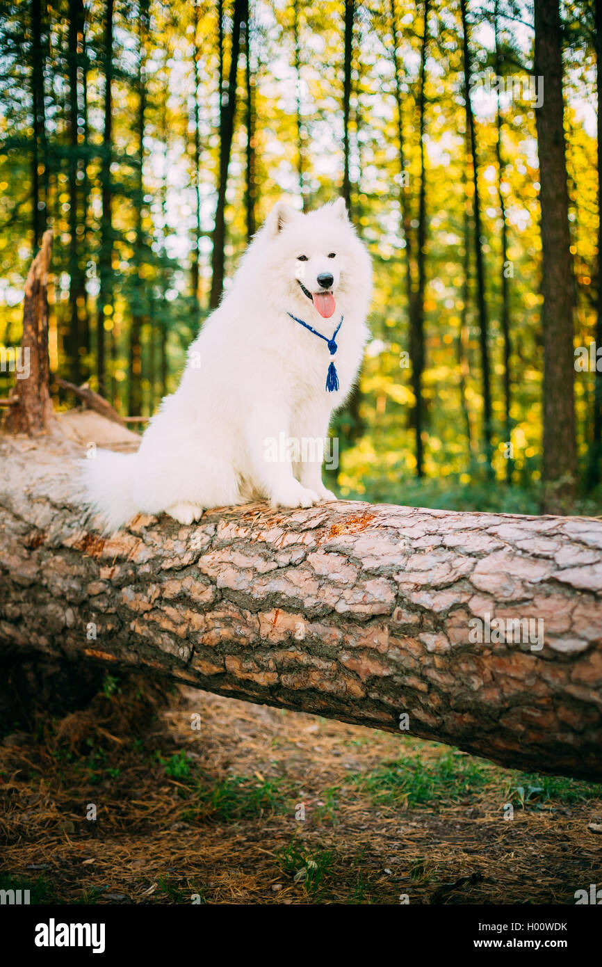 Happy White Samoyed Dog sitting on fallen tree in Forest Stock Photo