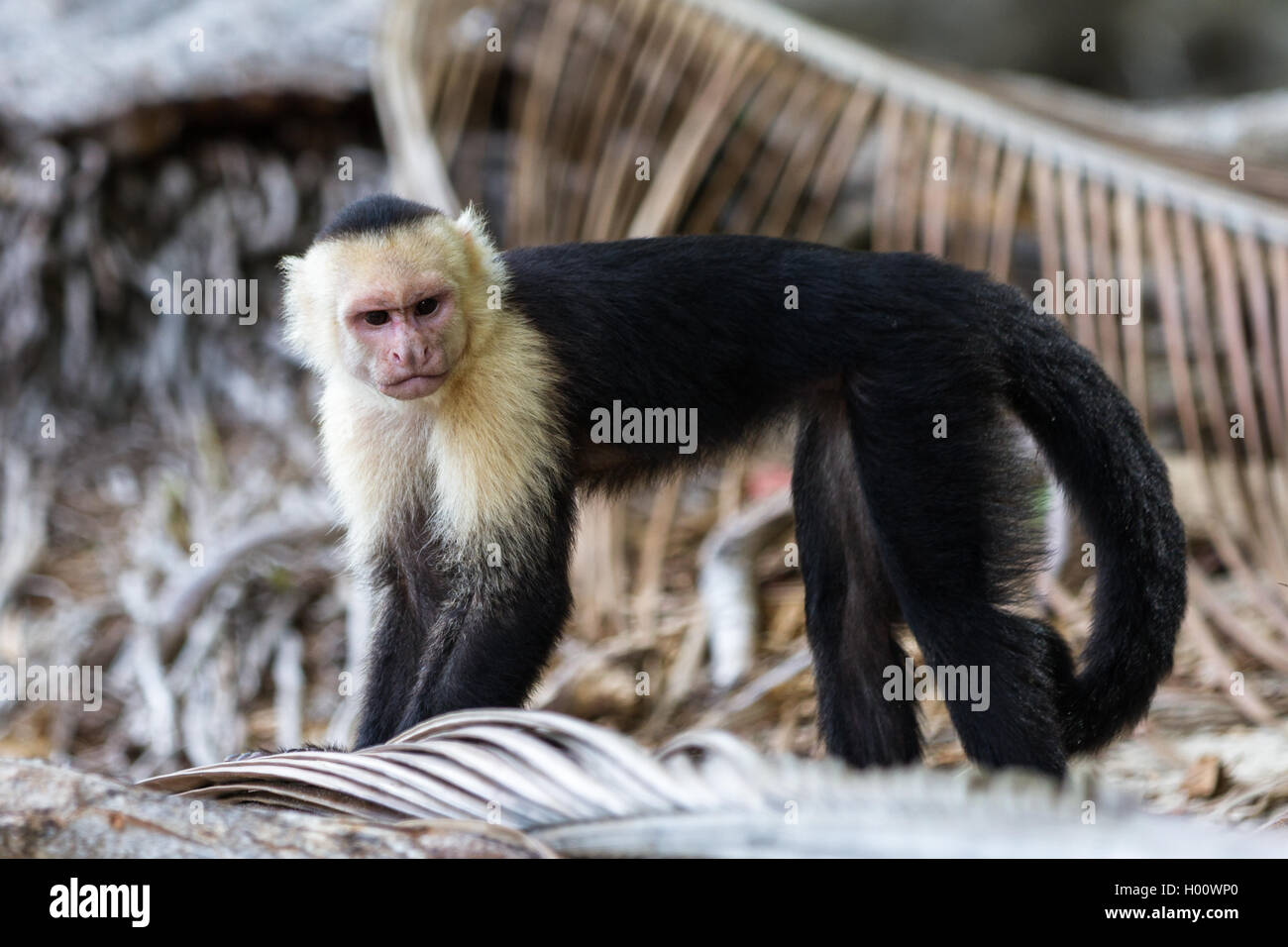 white faced monkey in Manuel Antonio natural park in Costa Rica Stock ...