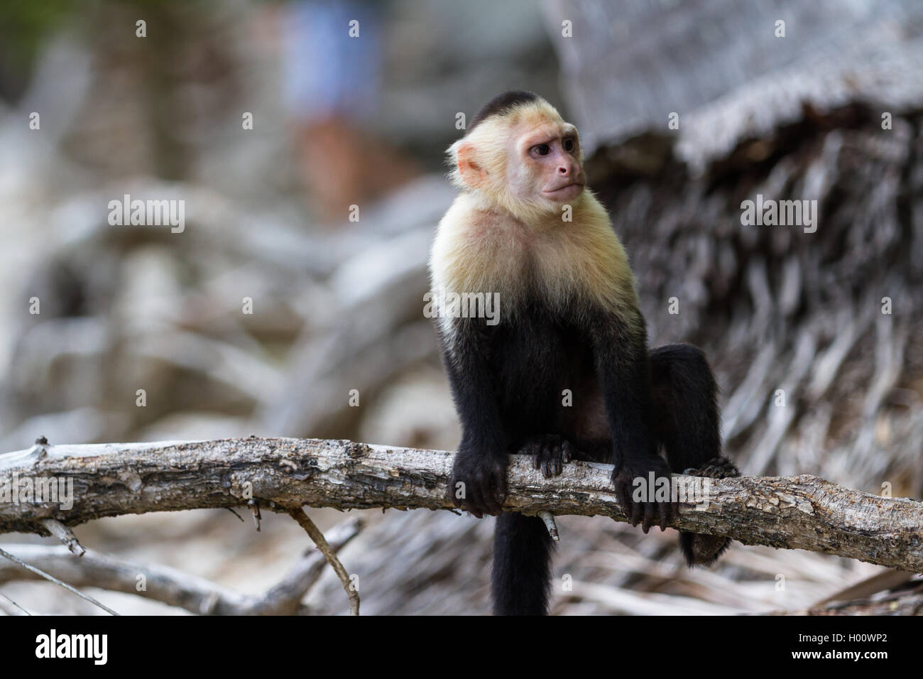 white faced monkey in Manuel Antonio natural park in Costa Rica Stock ...