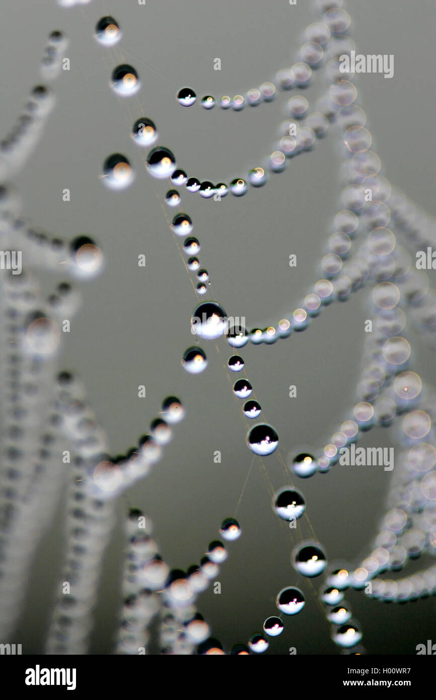 Spinnennetz mit Tautropfen, USA, Michigan | spider web with dew drops, USA, Michigan | BLWS429852.jpg [ (c) blickwinkel/McPHOTO/ Stock Photo