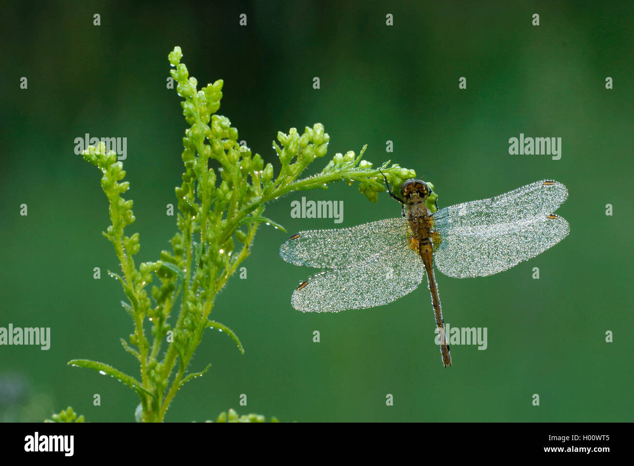 Dragonfly (Odonata), covered with dew drops, USA, Michigan Stock Photo ...