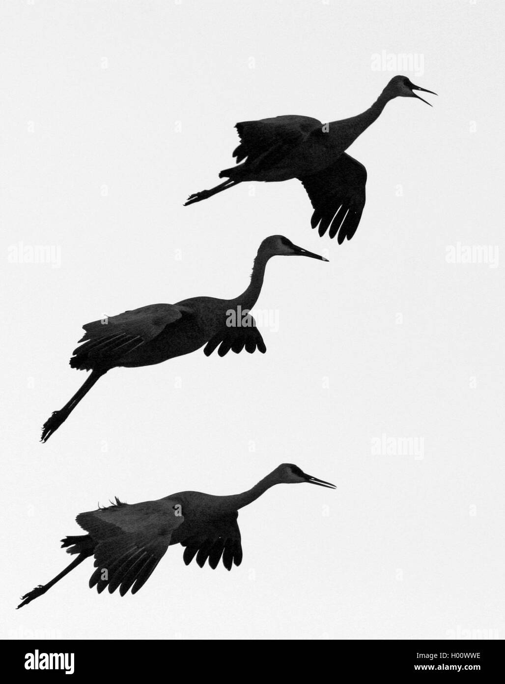 sandhill crane (Grus canadensis), silhouette of three flying sandhill cranes, USA, New Mexico Stock Photo
