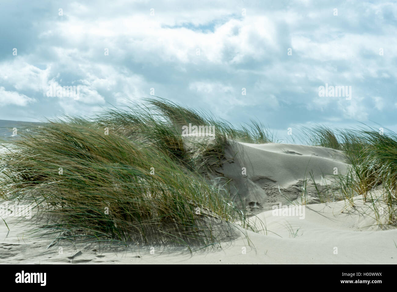 Sand dune in the wind Stock Photo